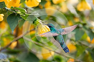 Sparkling violetear (Colibri coruscans) hummingbird. Wildlife and birdwatching in Colombia photo