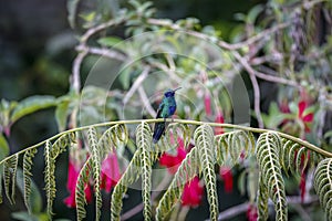 Sparkling violetear (Colibri coruscans), Rogitama Biodiversidad, Colombia photo