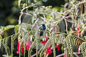 Sparkling violetear (Colibri coruscans) perched on branch, Rogitama Biodiversidad, Colombia photo