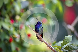 Sparkling violetear (Colibri coruscans), Rogitama Biodiversidad, Colombia photo