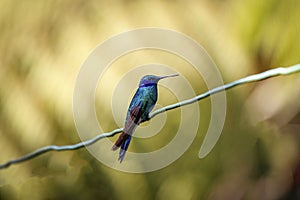 Sparkling violetear (Colibri coruscans), Rogitama Biodiversidad, Colombia photo