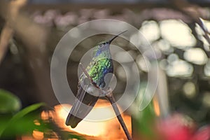 Sparkling violetear, Colibri coruscans, a species of hummingbird showing blue belly patch photo