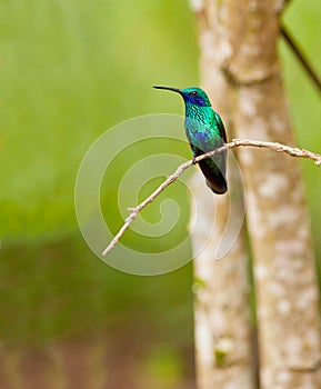 Sparkling Violetear Hummingbird