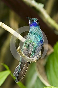 Sparkling Violetear Hummingbird photo