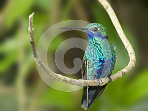 Sparkling Violetear Hummingbird photo