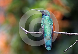 Sparkling Violetear hummingbird
