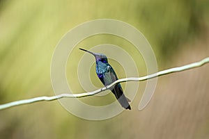 Sparkling violetear hummingbird (Colibri coruscans), Rogitama Biodiversidad, Colombia photo