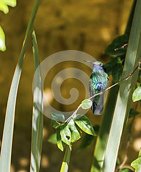 Sparkling violetear hummingbird (Colibri coruscans) perched on a tiny branch in sunlight photo