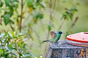 Sparkling violetear hummingbird at a feeder in the Antisana Ecological Reserve
