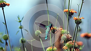 Sparkling violetear hummingbird in flight