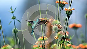 Sparkling violetear hummingbird in flight
