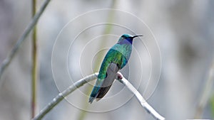 Sparkling violetear hummingbird perched on a plant