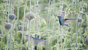 Sparkling violetear hummingbirds