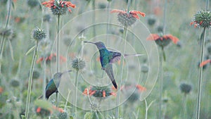 Sparkling violetear hummingbirds