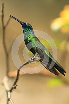 Sparkling violetear photo