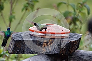 Sparkling violetears at a feeder in the Antisana Ecological Reserve