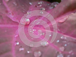 Sparkling water drops on red leaf in rainy day