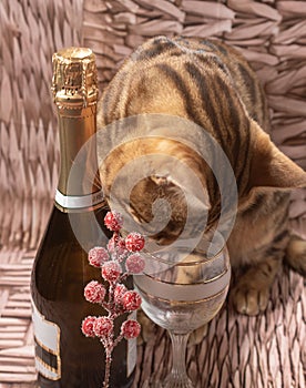Sparkling wine, an empty glass and a cat