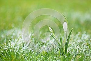 Sparkly snowdrop flower with snow