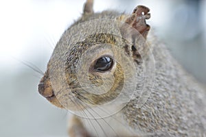 Sparks of sparks of firered squirrel`s muzzle close up