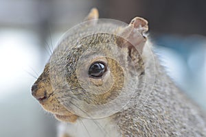 Sparks of sparks of firered squirrel`s muzzle close up