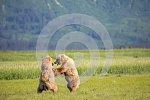 Sparring brown bear cubs, Katmai, Alaska