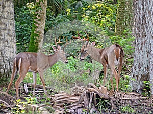 Sparring bucks