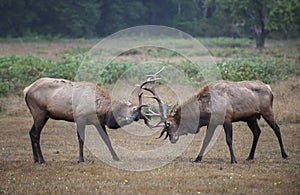 Sparring bull elk