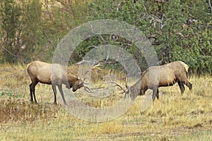 Sparring during the elk rut in Montana