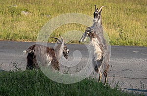 Sparring feral goats at the Valley of Rocks in North Devon, England.