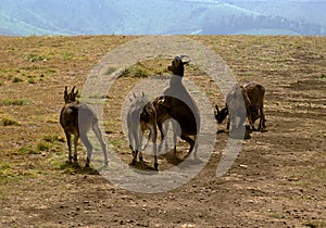 Sparring Herd of Nilgiri Tahrs