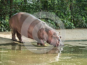 Sparring Hippos in zoo