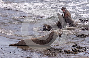 Sparring males in ocean surf, Elephant Seal Vista Point, San Simeon, CA, USA