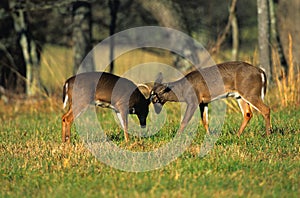 Sparring Whitetail Bucks