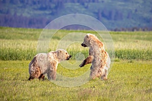 Sparring young brown bear cubs