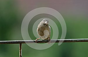 Sparrow photo