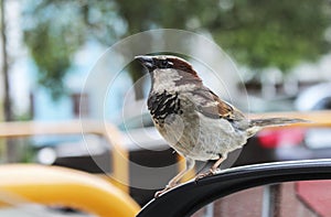 Sparrow