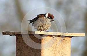 Sparrow