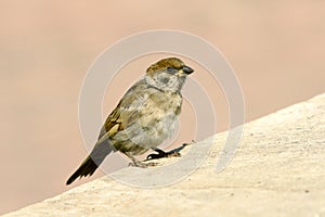 Sparrow