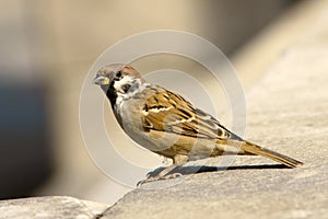 Sparrow