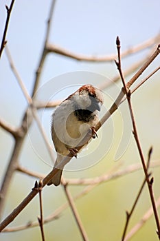 Sparrow
