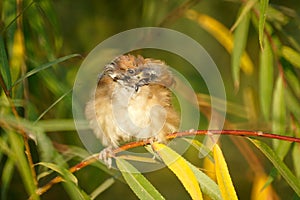 Sparrow