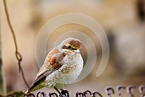 Sparrow (Passer montanus) photo