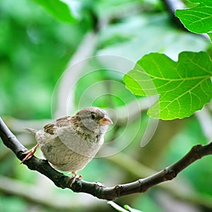 Sparrow