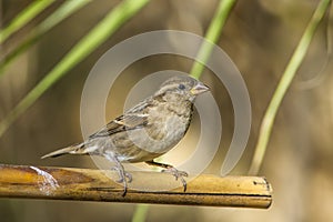 Sparrow