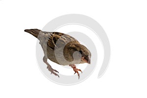 Sparrow