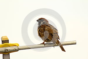 Sparrow