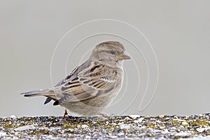 Sparrow