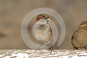 Sparrow