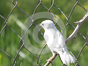 Sparrow-albino